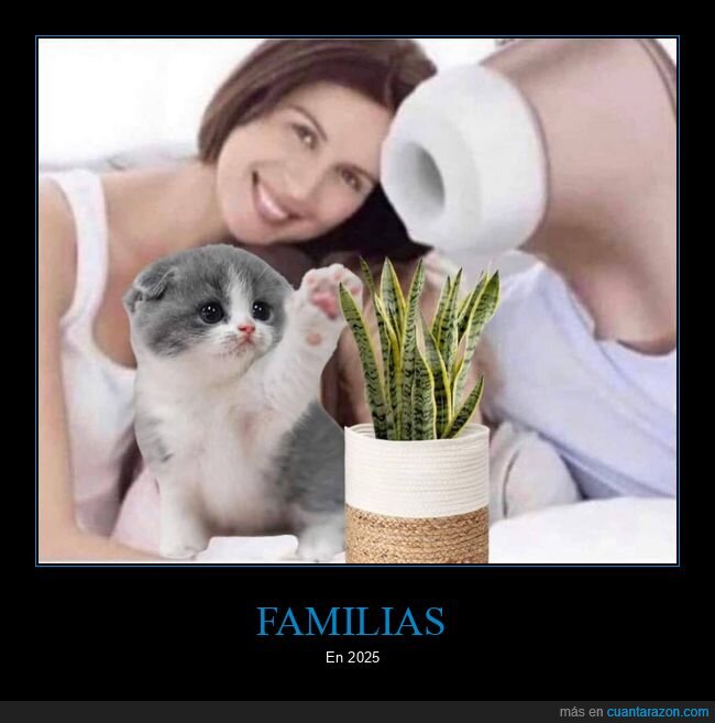 familias,satisfyer,gato,planta