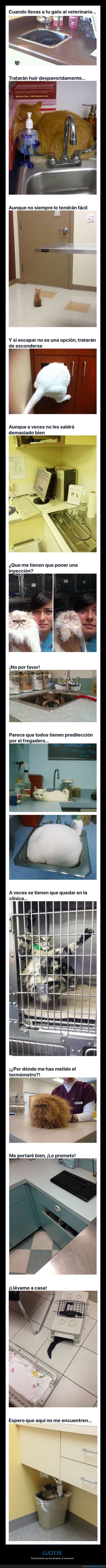gatos,veterinario