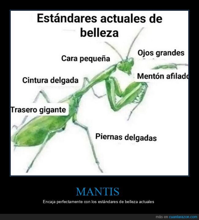 estándares de belleza,mantis