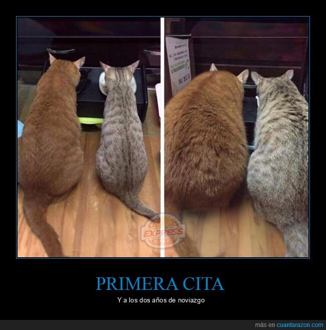 gatos,antes,después,engordar