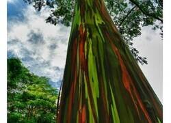 Enlace a Increíbles árboles que parecen haber salido de otro planeta