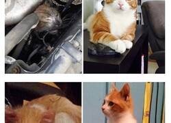 Enlace a El sorprendente cambio de estos gatos que fueron rescatados por personas increíbles