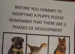 Enlace a Lo que debes tener en cuenta antes de adoptar un cachorro