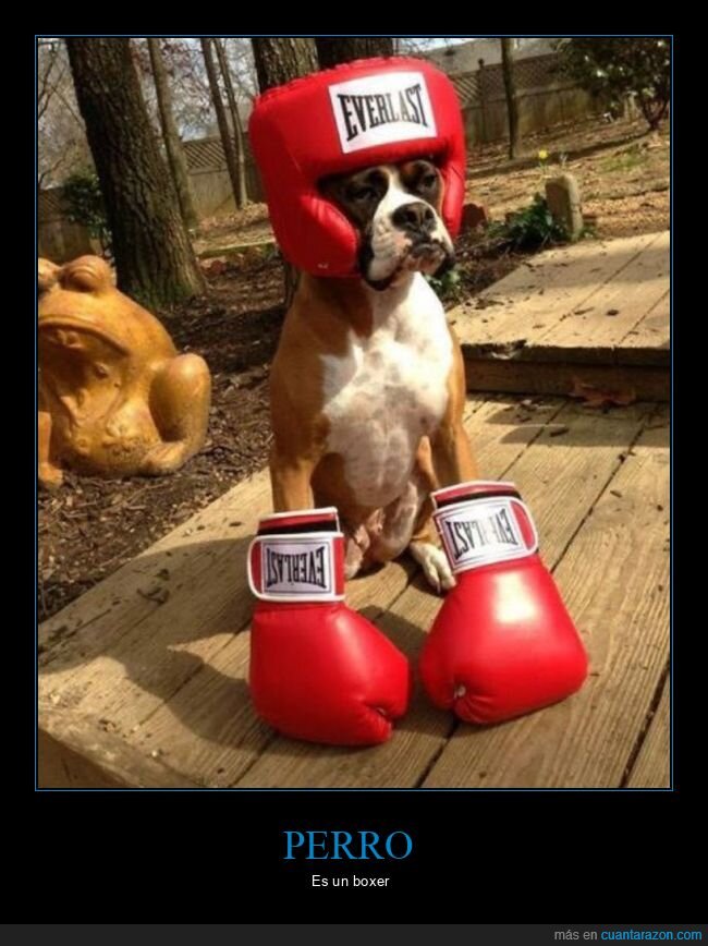 perro,boxer