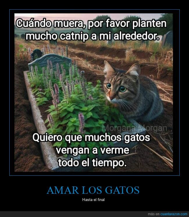 morir,plantar,catnip,gatos