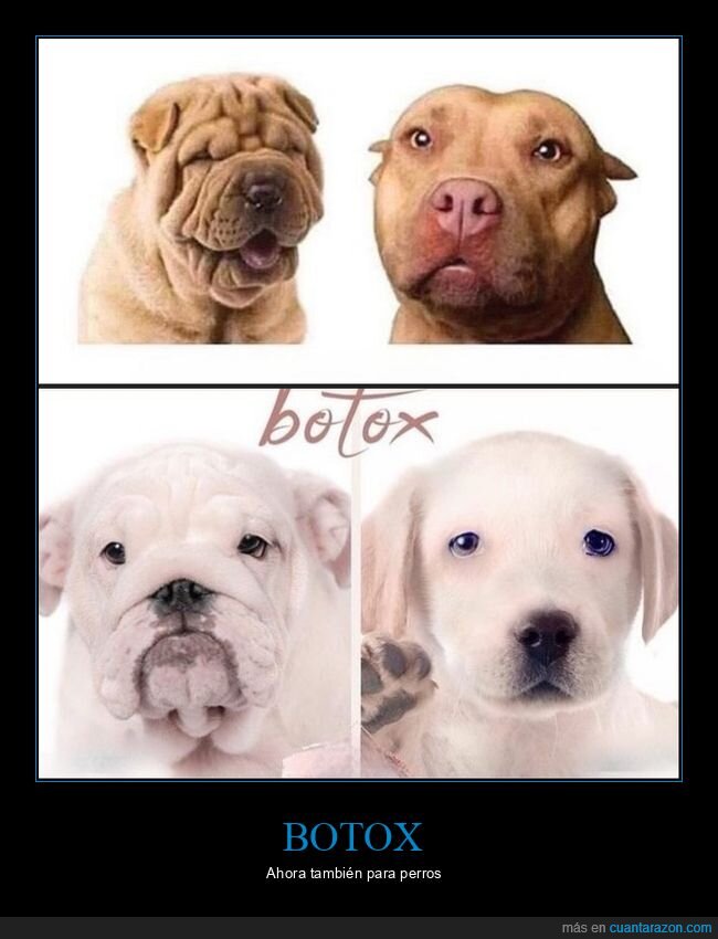 botox,perros