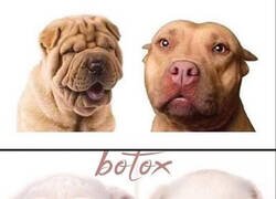 Enlace a Botox canino