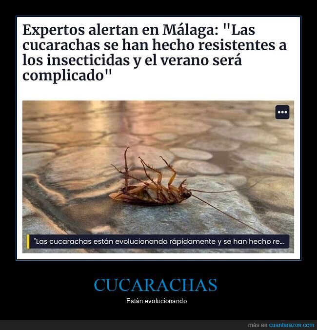 cucarachas,insecticidas,resistentes