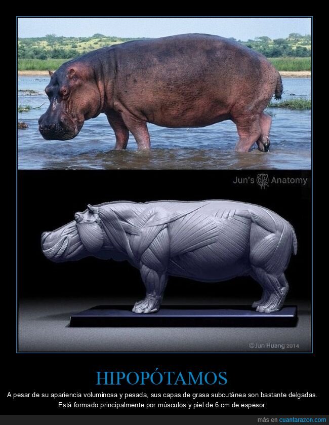 hipopótamos,grasa,músculos,piel