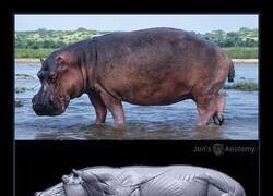 Enlace a Los hipopótamos son todo músculo