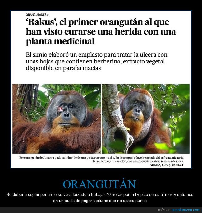 curarse,orangután