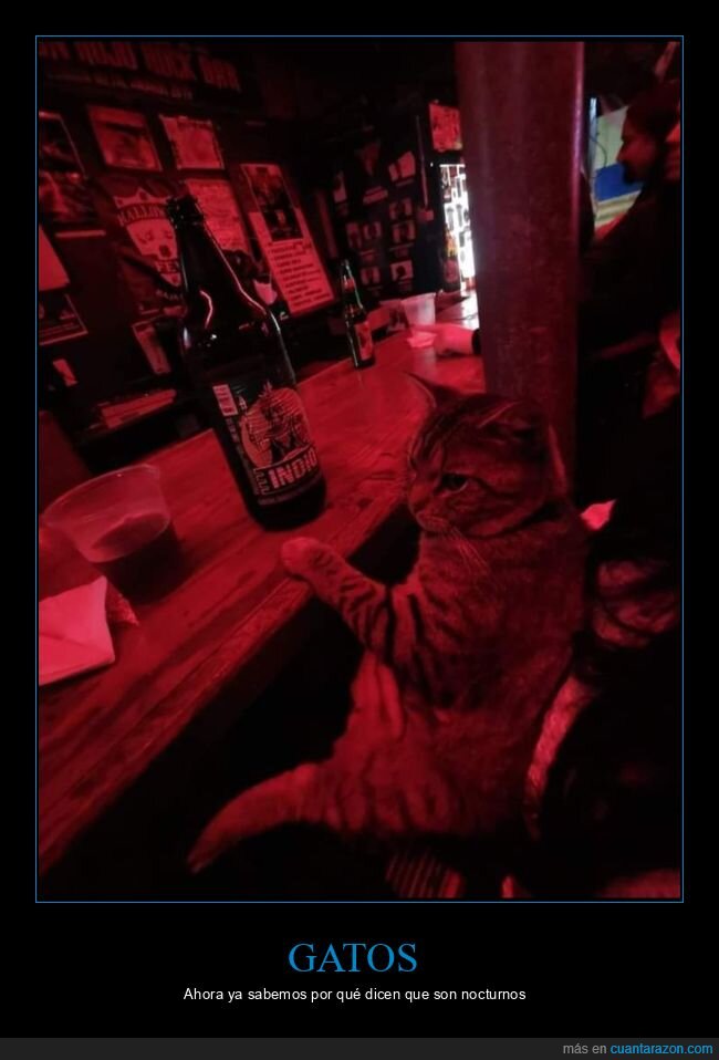 Gato,bar,noche,cerveza