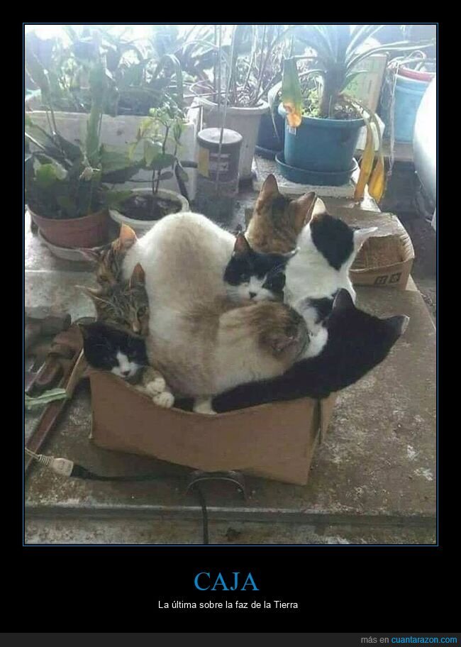 caja,gatos,wtf