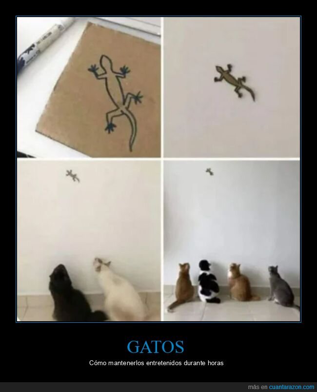 gatos,lagartija,cartón