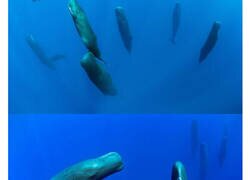 Enlace a Extrañas fotografías de cachalotes que un fotógrafo consiguió capturar mientras dormían