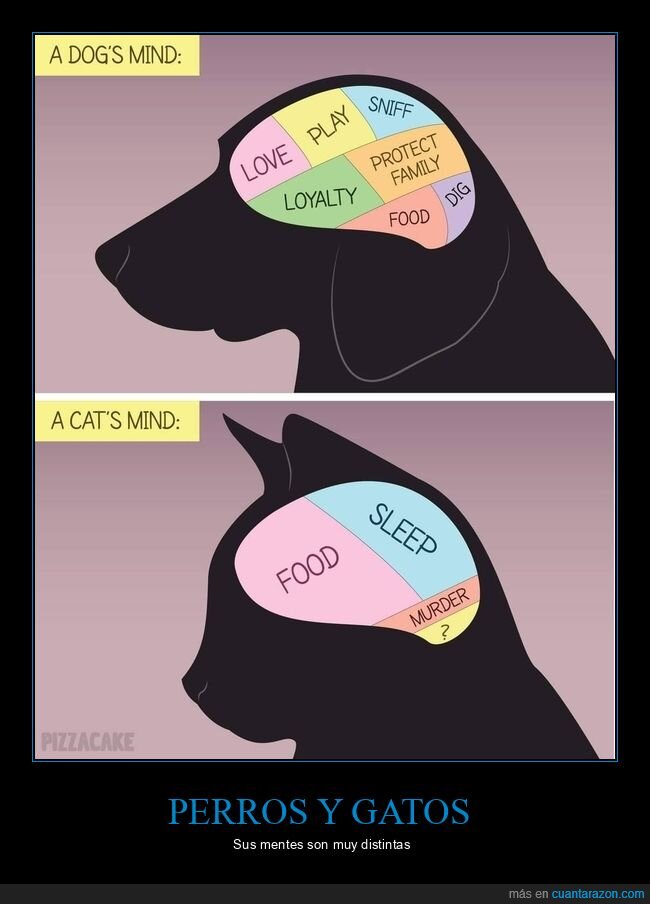 perros,gatos,cerebros