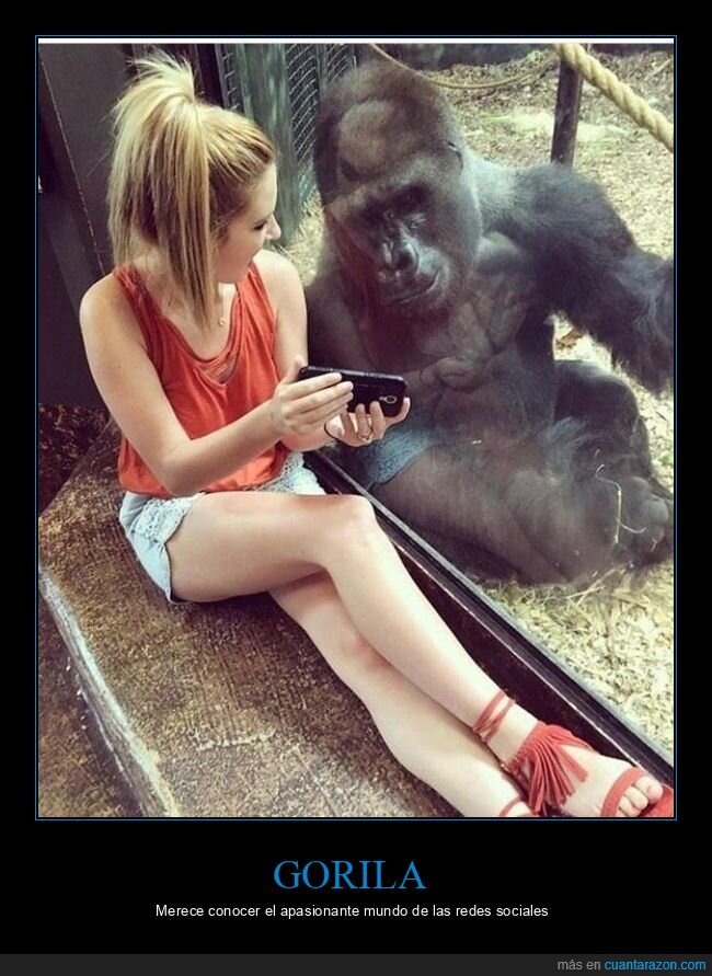 gorila,zoo,móvil,enseñando