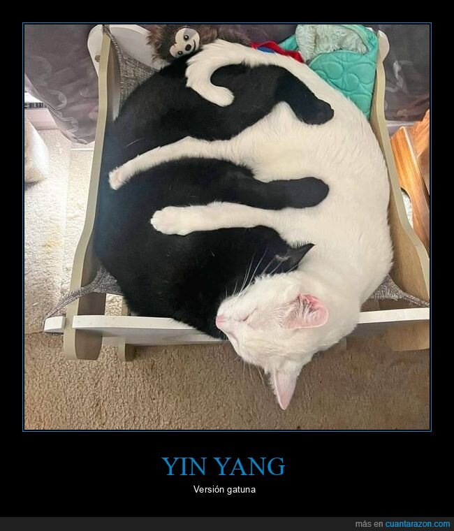 yin yang,gatos