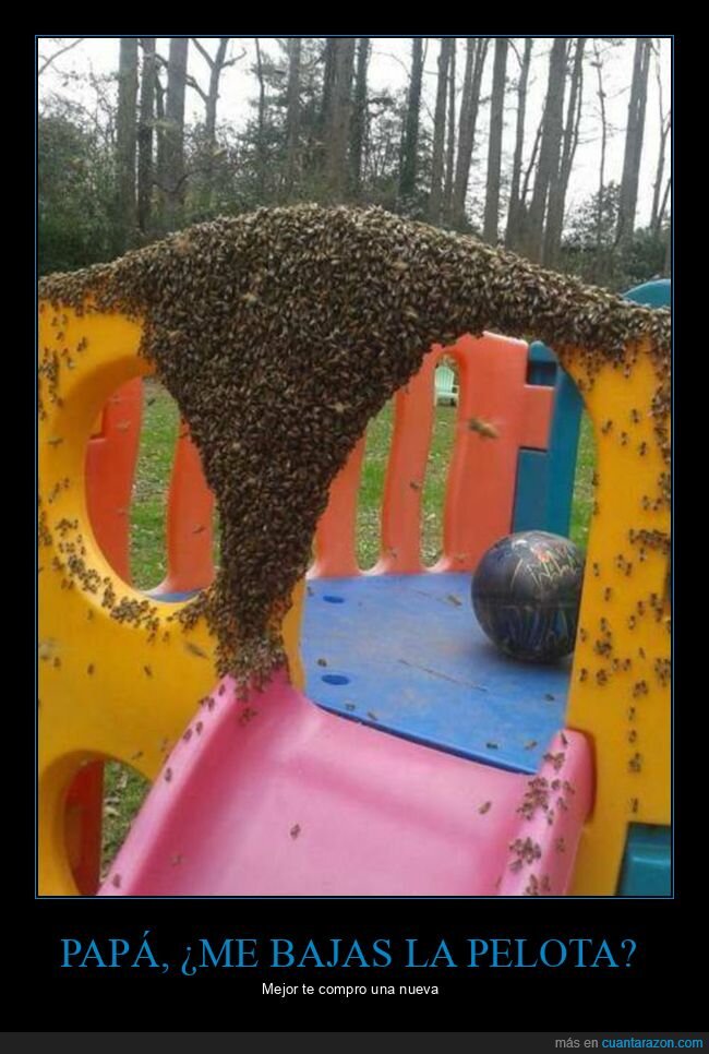 abejas,fails,pelota