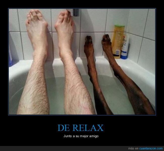 bañera,perro,piernas,patas