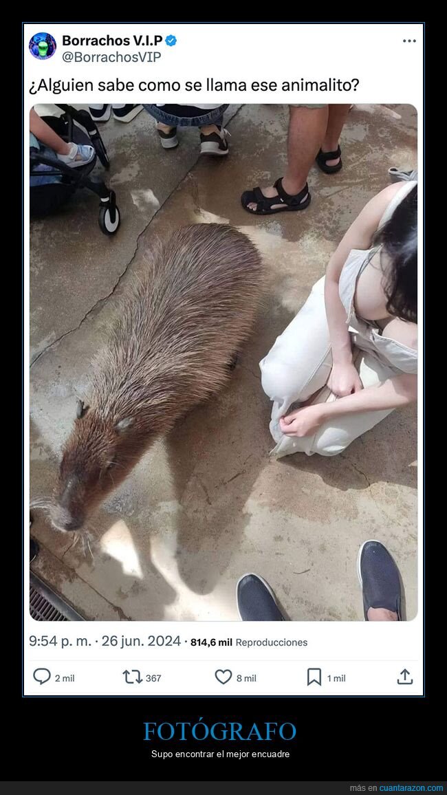 capibara,escote