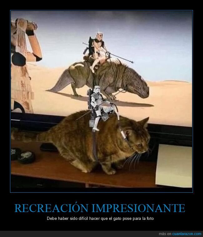 star wars,gato