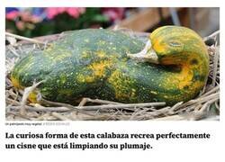 Enlace a Frutas y verduras con formas raras que son pura fantasía