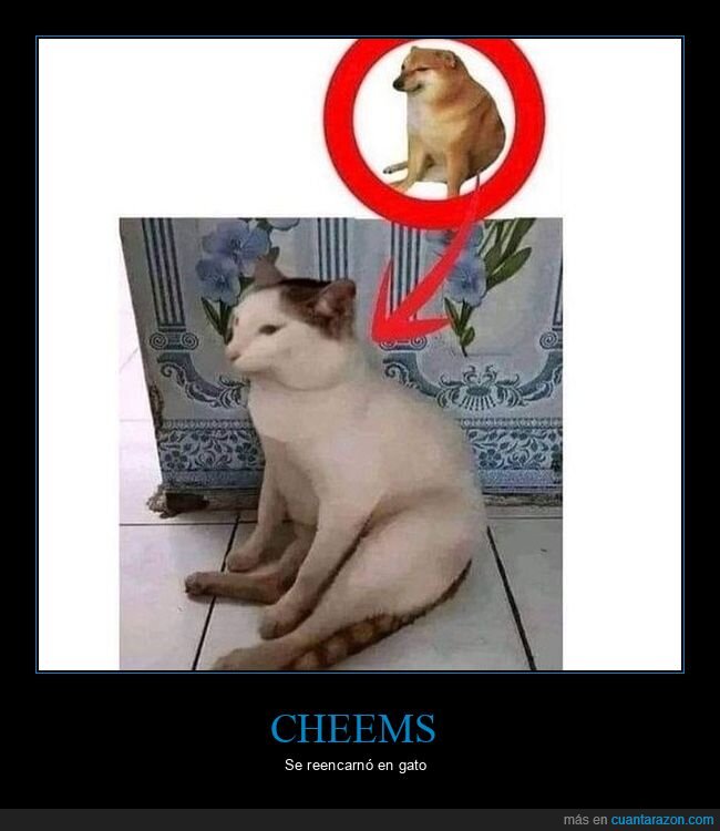 cheems,gato,parecidos