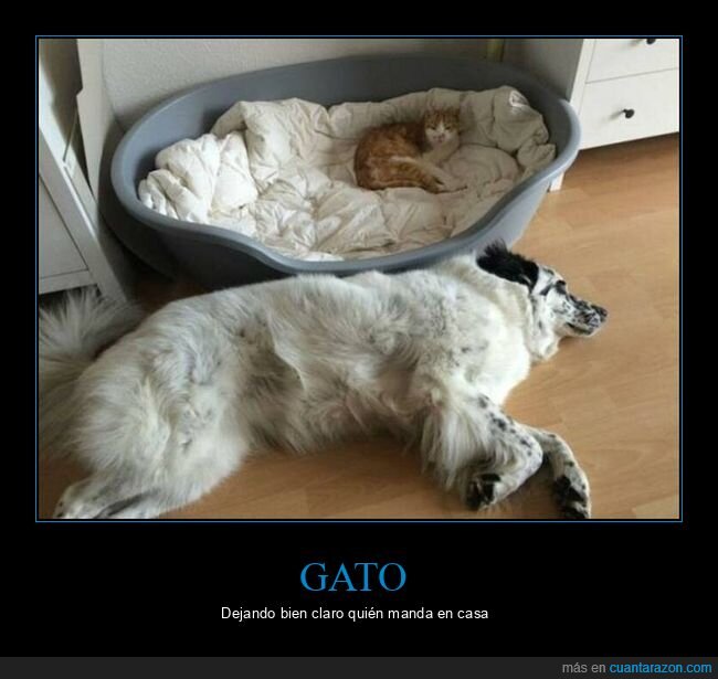 gato,perro,cama