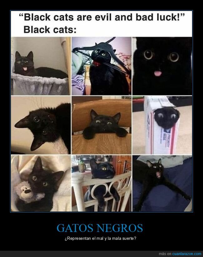gatos,negros