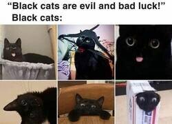 Enlace a Alegato a favor de los gatos negros