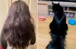 Enlace a Tu pelo y el de tu gato