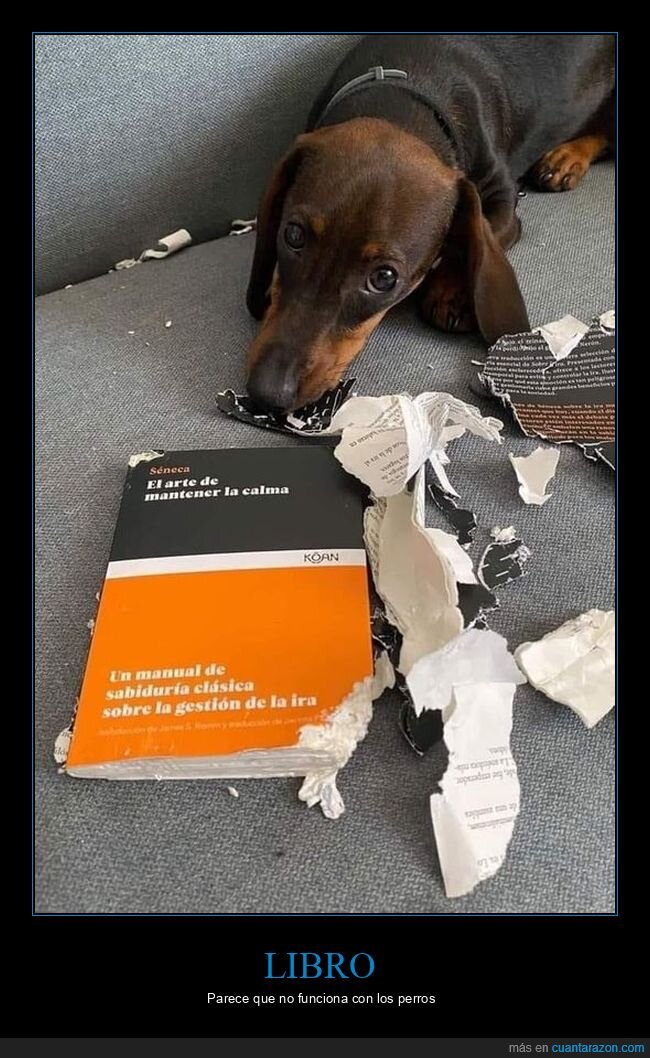 perro,libro,calma
