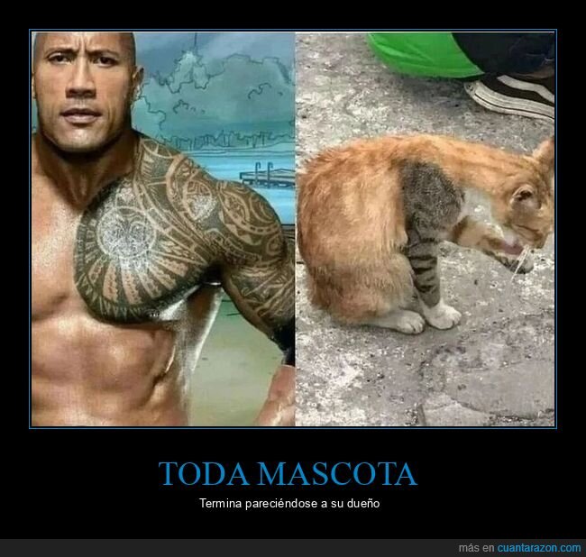 the rock,brazo,tatuaje,gato