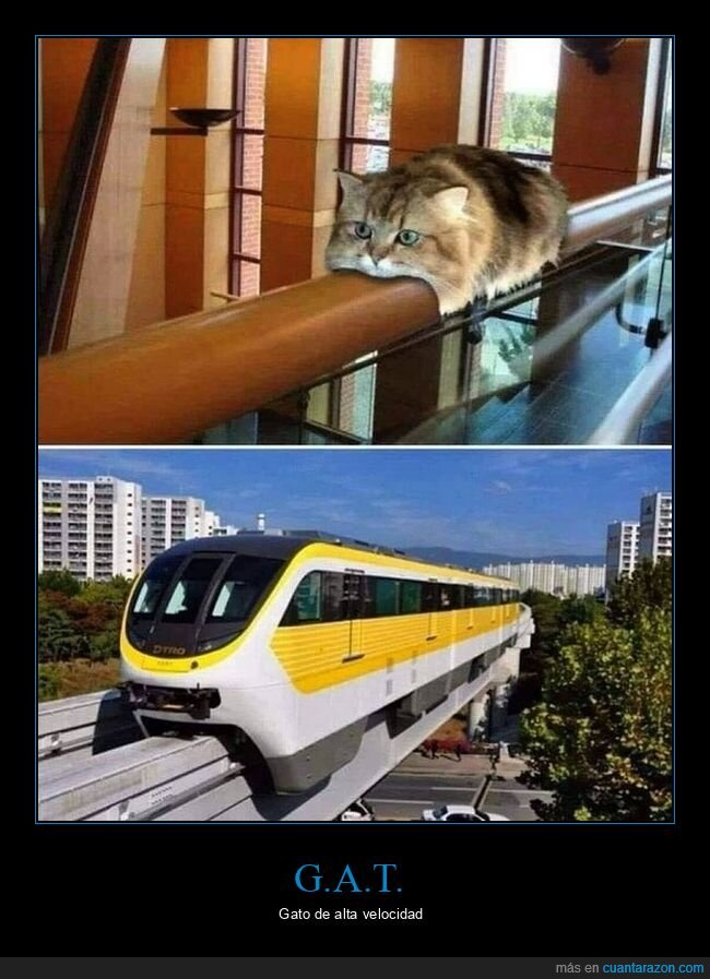 gato,tren,parecidos razonables