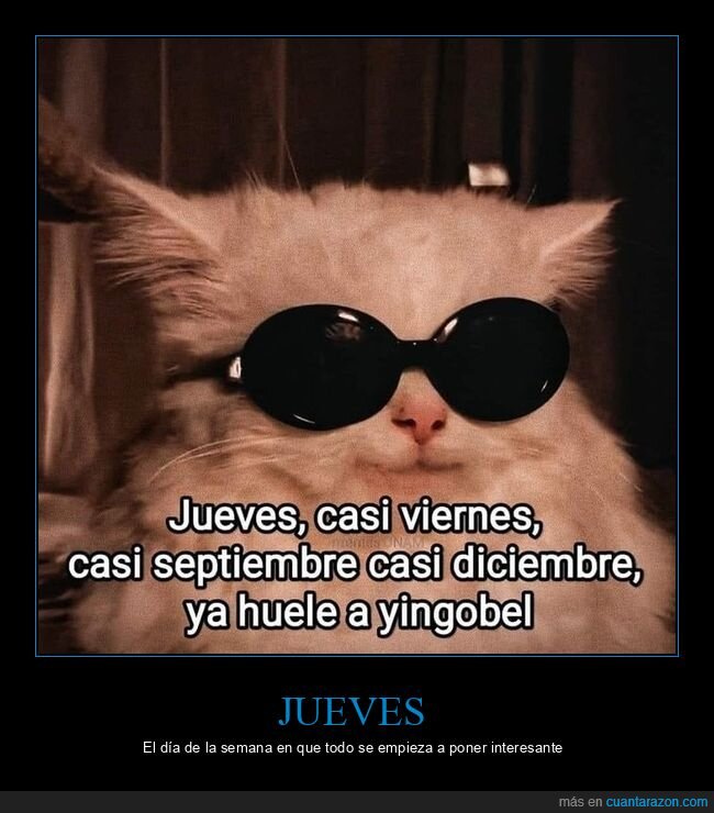 jueves,fiesta,gato