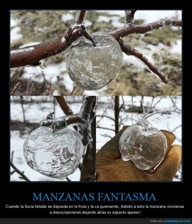 manzana,hielo,árbol