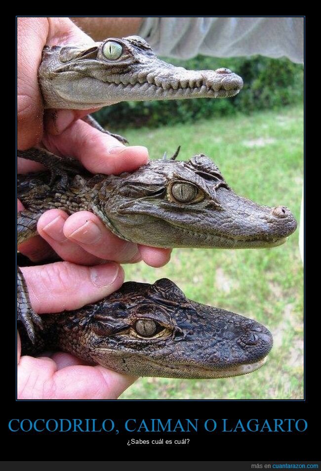 cocodrilo,caiman,cabeza,diferencias