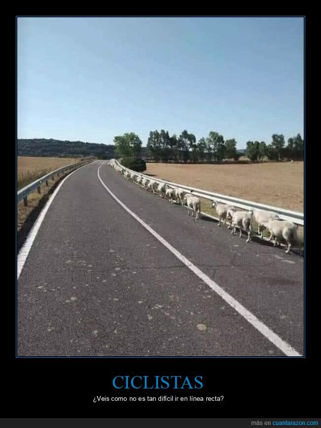 ovejas,carretera,ciclistas