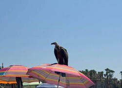 Enlace a ¿Qué especie de gaviota es esa?