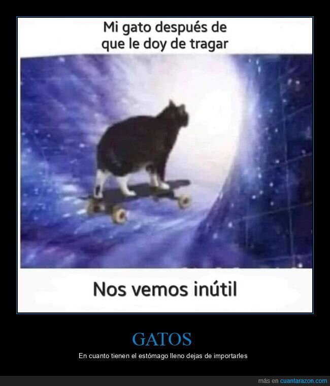 gato,comer