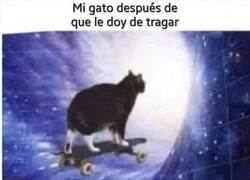 Enlace a Ese momento en el que dejas de importarle a tu gato