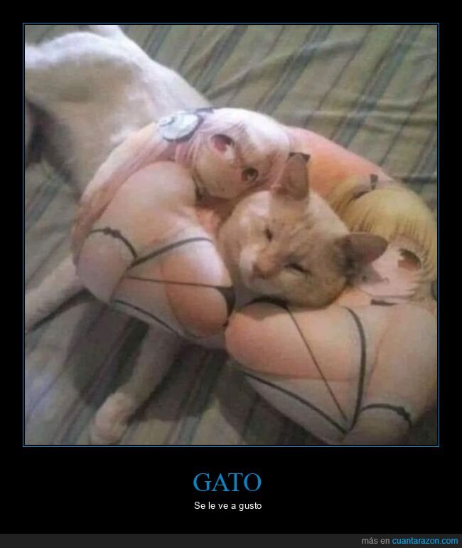 gato,almohada,anime