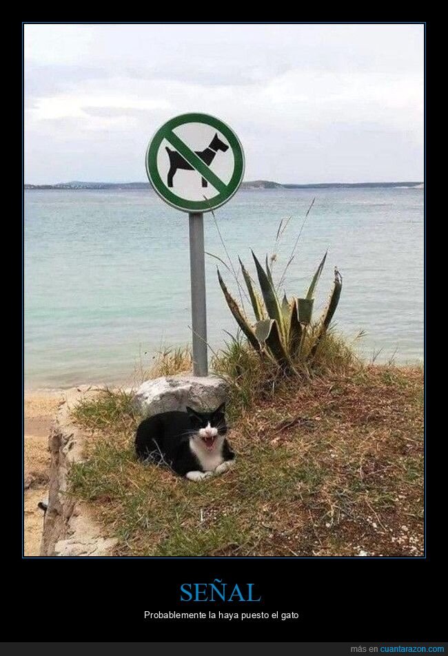 señal,perros,prohibición,gato