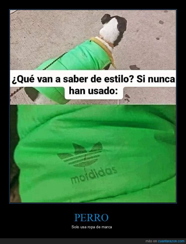 perro,mordidas,adidas