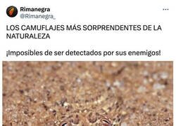 Enlace a Maestros del camuflaje