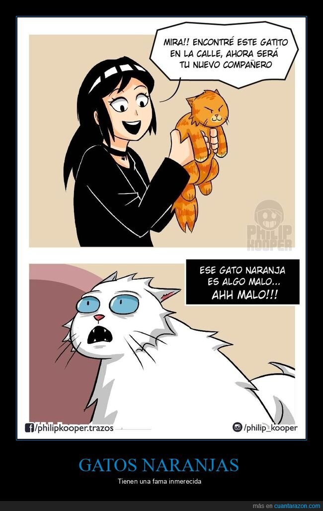 gatos,naranja