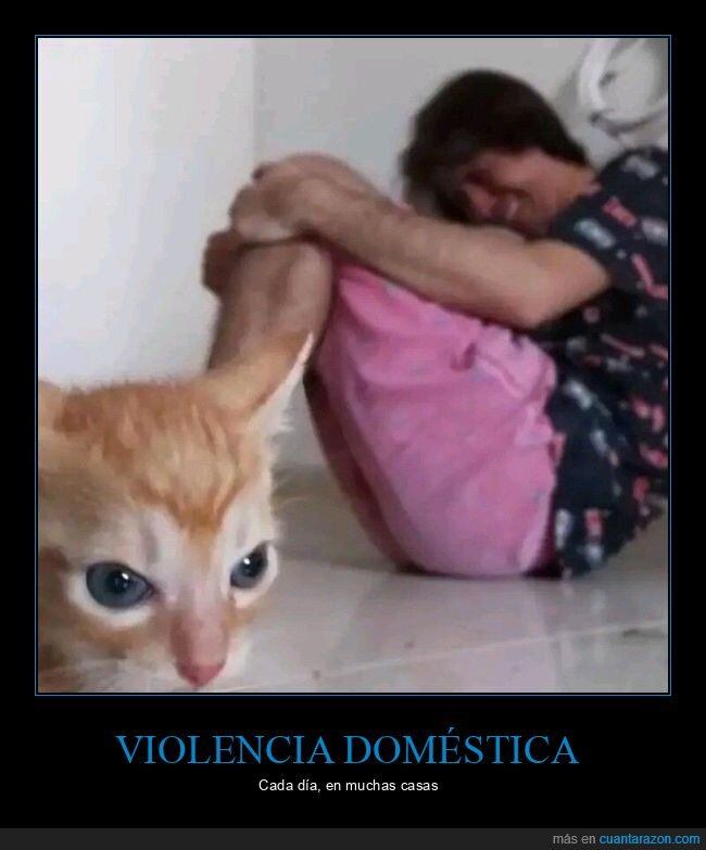 gato,violencia doméstica