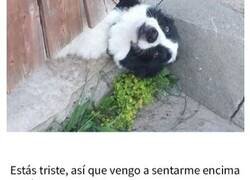 Enlace a Adorables memes de animales para alegrarte el día