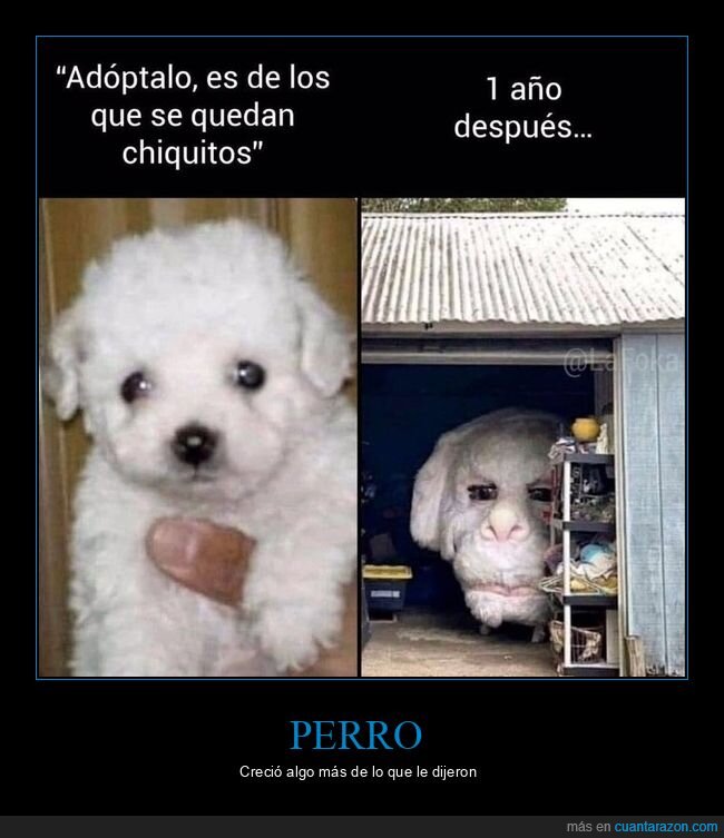 perro,adoptar,crecer